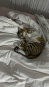 lisssa_sha Altpins Profile Picture