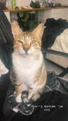 lisssa_sha Altpins Profile Picture