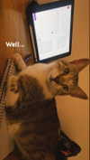 lisssa_sha Altpins Profile Picture
