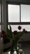 lisssa_sha Altpins Profile Picture