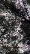 lisssa_sha Altpins Profile Picture