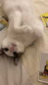 lisssa_sha Altpins Profile Picture