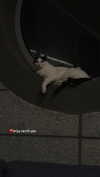 lisssa_sha Altpins Profile Picture