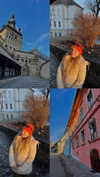 lital.oss Altpins Profile Picture