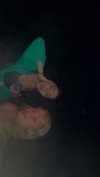 lital.oss Altpins Profile Picture