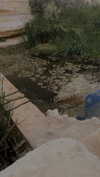 lital.oss Altpins Profile Picture