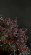 lital.oss Altpins Profile Picture