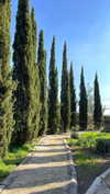 lital.oss Altpins Profile Picture