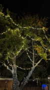 lital.oss Altpins Profile Picture