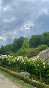 lital.oss Altpins Profile Picture