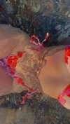 lital.oss Altpins Profile Picture