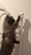 littlechurchdoll Altpins Profile Picture