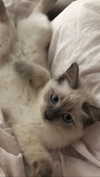 littlechurchdoll Altpins Profile Picture