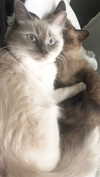 littlechurchdoll Altpins Profile Picture