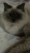 littlechurchdoll Altpins Profile Picture