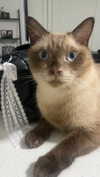 littlechurchdoll Altpins Profile Picture