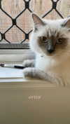 littlechurchdoll Altpins Profile Picture