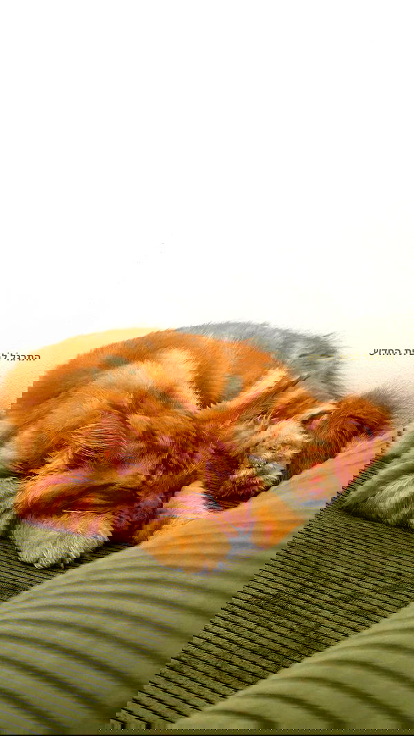 littlelital_ littlelital_ archive image