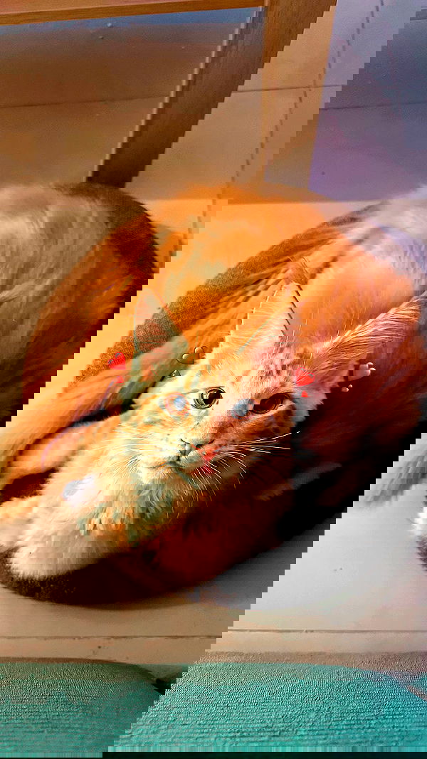 littlelital_ littlelital_ archive image