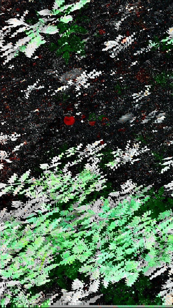 littlelital_ littlelital_ archive image