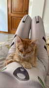 littlemiauwu Altpins Profile Picture