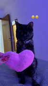 littlemiauwu Altpins Profile Picture