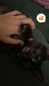 littlemiauwu Altpins Profile Picture