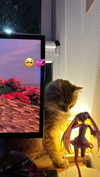 littlemiauwu Altpins Profile Picture