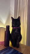 littlemiauwu Altpins Profile Picture