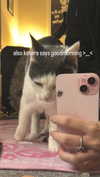 livindeadyaz Altpins Profile Picture