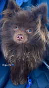 lizakovalenkoo Altpins Profile Picture