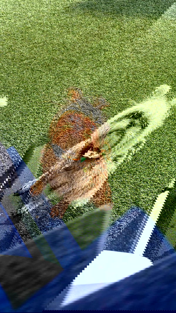 llilbby llilbby archive image