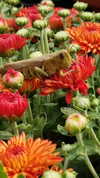 lola.luvgood Altpins Profile Picture