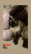 luuminizer Altpins Profile Picture
