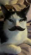 m3oww0_o Altpins Profile Picture