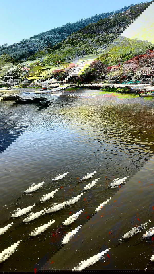 maayan.shaibi image ~ Altpins