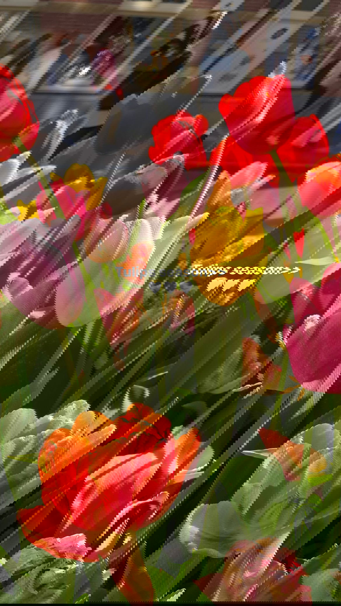 maayan.shaibi instagram image archive image