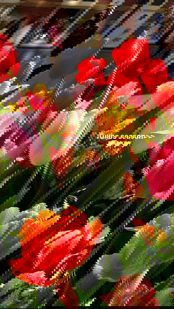 maayan.shaibi image ~ Altpins