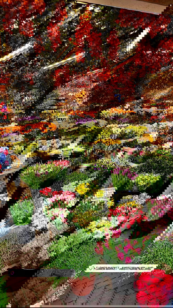 maayan.shaibi image ~ Altpins