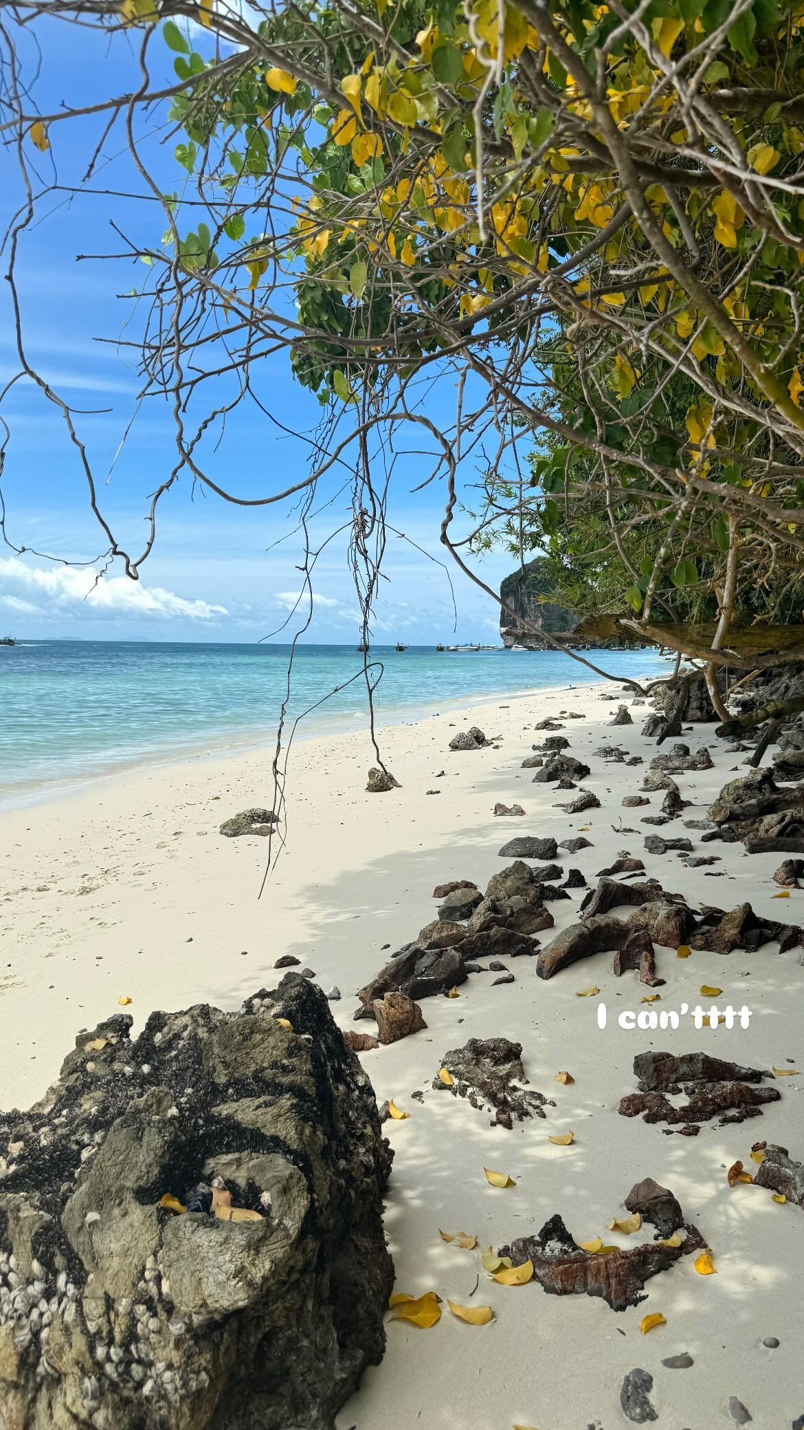 maayan.shaibi instagram image archive image