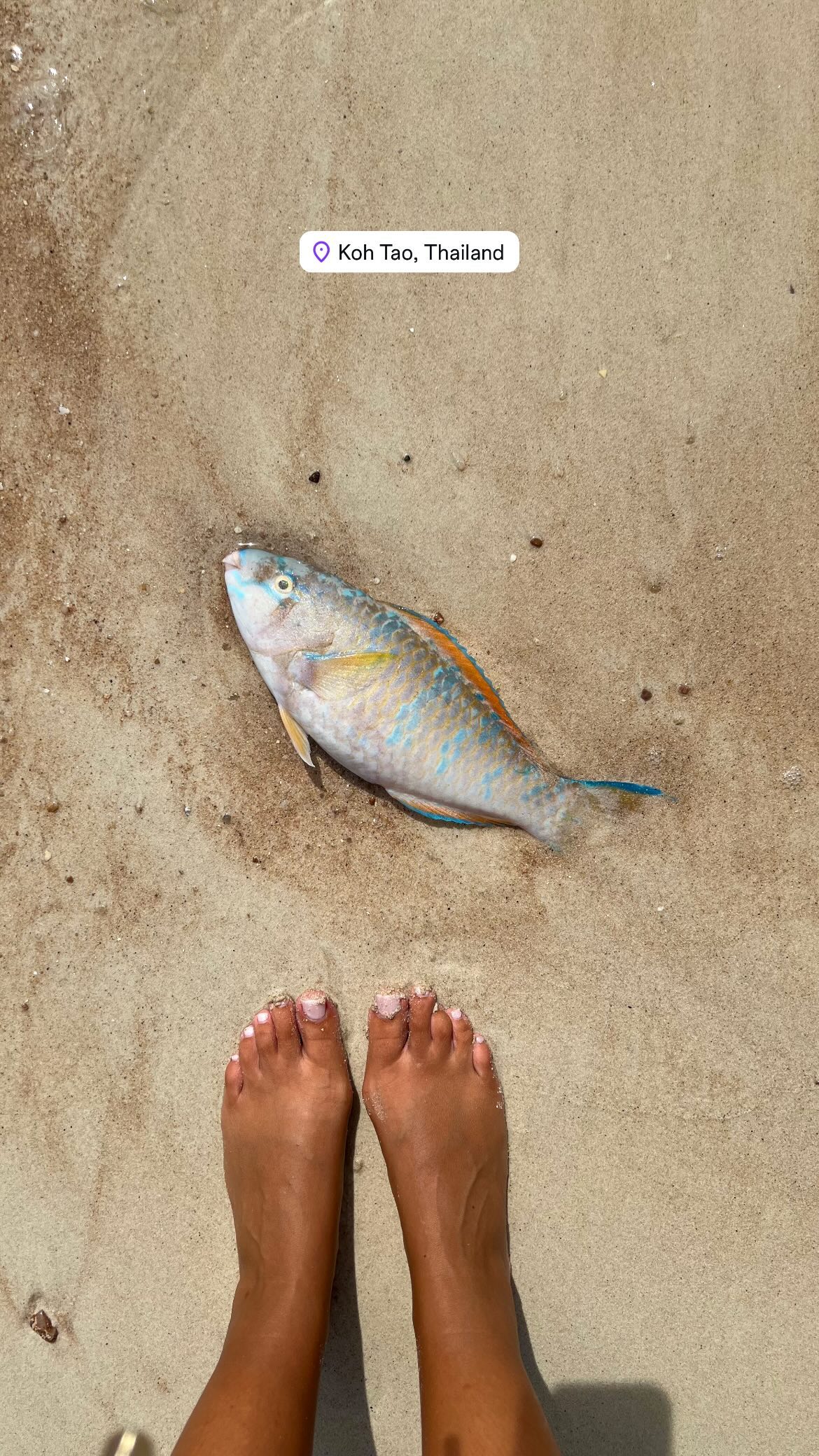 maayan.shaibi instagram image archive image