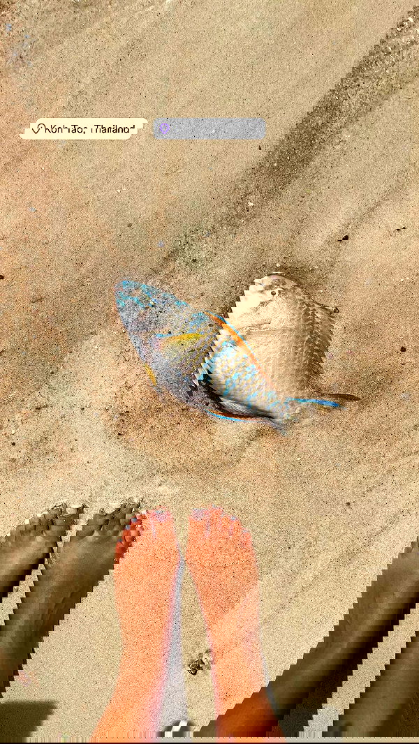 maayan.shaibi image ~ Altpins