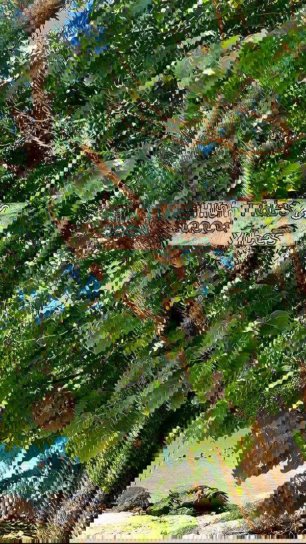 maayan.shaibi image ~ Altpins