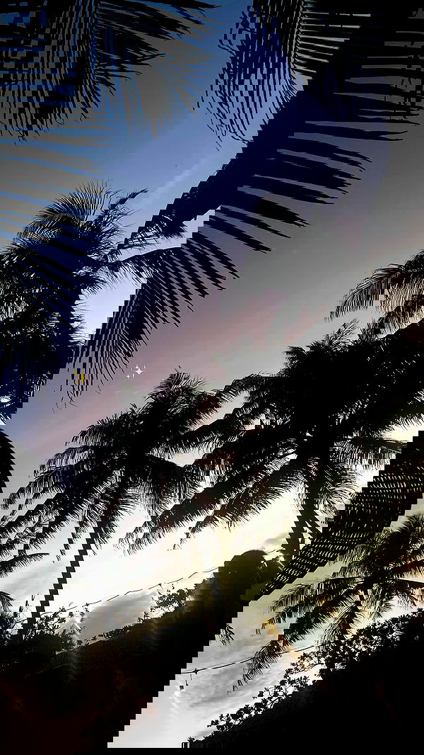 maayan.shaibi image ~ Altpins