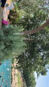 maayan191 Altpins Profile Picture