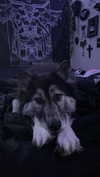 magg0tfleshh Altpins Profile Picture