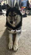 magg0tfleshh Altpins Profile Picture