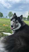 magg0tfleshh Altpins Profile Picture