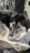 magg0tfleshh Altpins Profile Picture