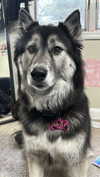 magg0tfleshh Altpins Profile Picture